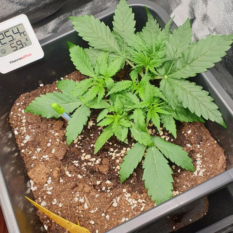 Jacky growlog timeline photo