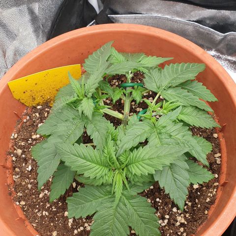 O.K growlog timeline photo