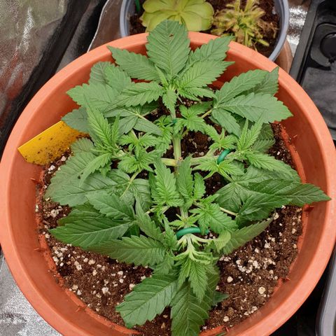 O.K growlog timeline photo