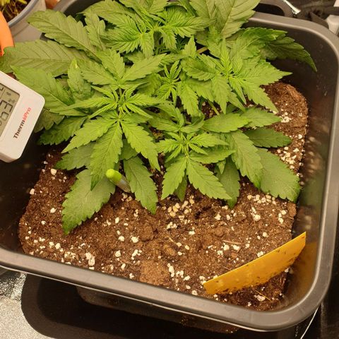 Jacky growlog timeline photo