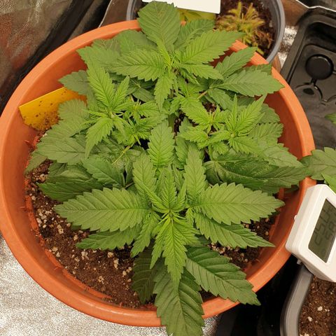 O.K growlog timeline photo