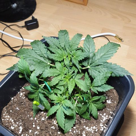 Jacky growlog timeline photo