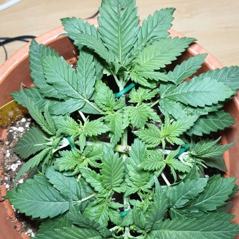 O.K growlog timeline photo