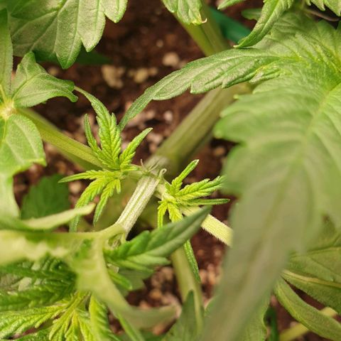 Jacky growlog timeline photo