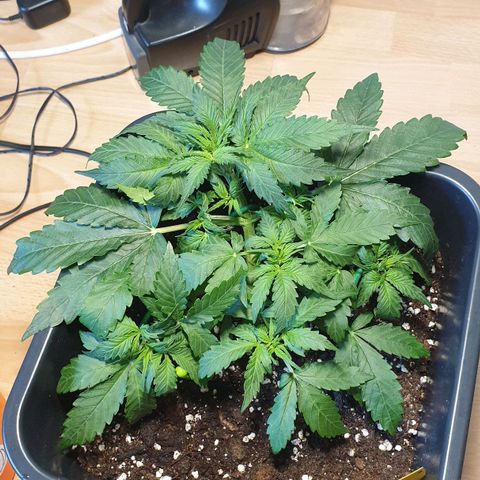 Jacky growlog timeline photo