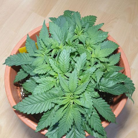 O.K growlog timeline photo