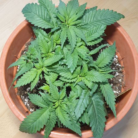 O.K growlog timeline photo