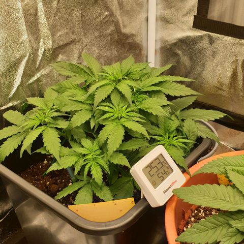 Jacky growlog timeline photo