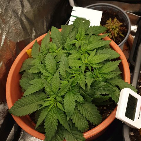O.K growlog timeline photo