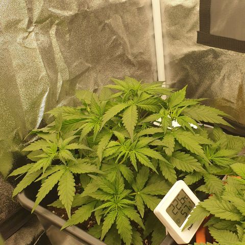 Jacky growlog timeline photo