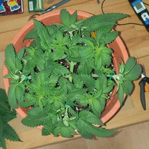 O.K growlog timeline photo