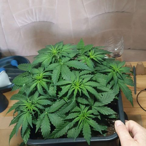 Jacky growlog timeline photo