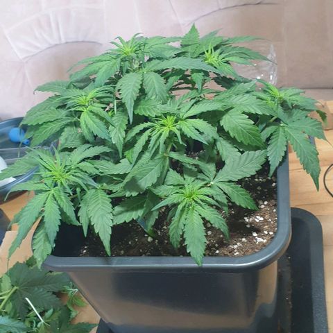 Jacky growlog timeline photo