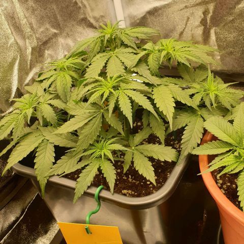 Jacky growlog timeline photo