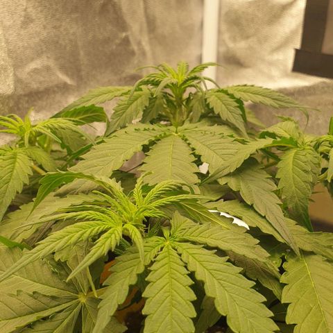 Jacky growlog timeline photo