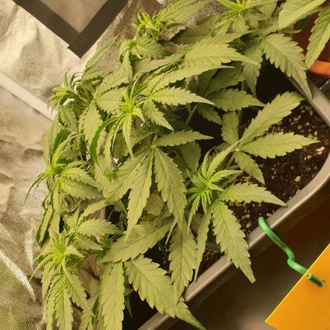 Jacky growlog timeline photo