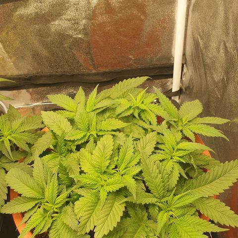 O.K growlog timeline photo