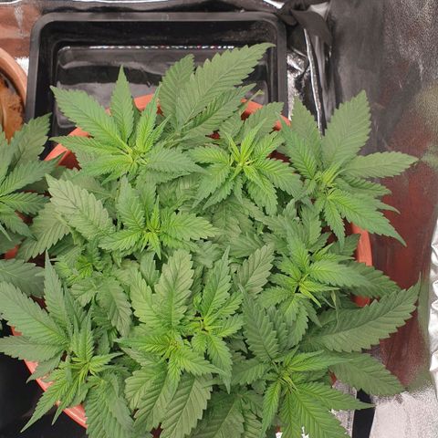 O.K growlog timeline photo