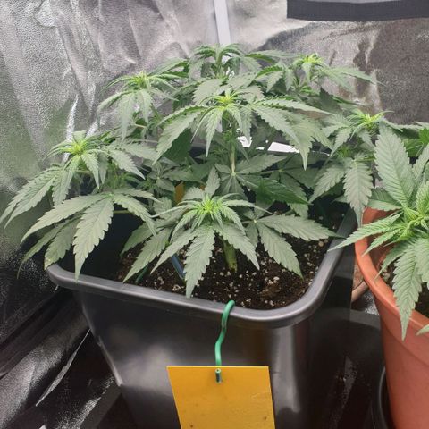 Jacky growlog timeline photo