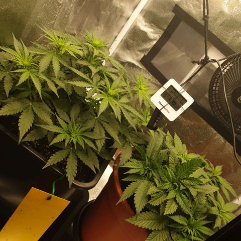 Jacky growlog timeline photo