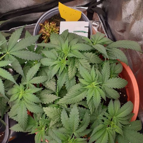 O.K growlog timeline photo
