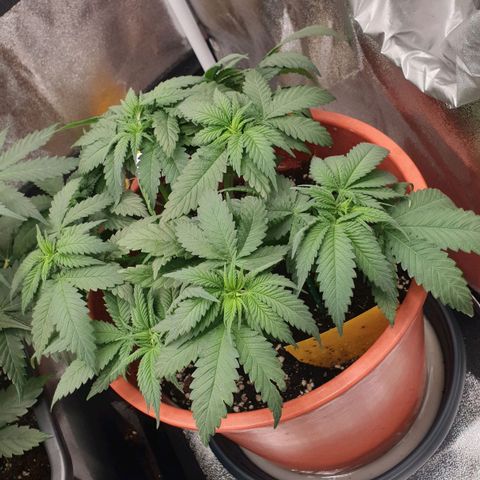 O.K growlog timeline photo