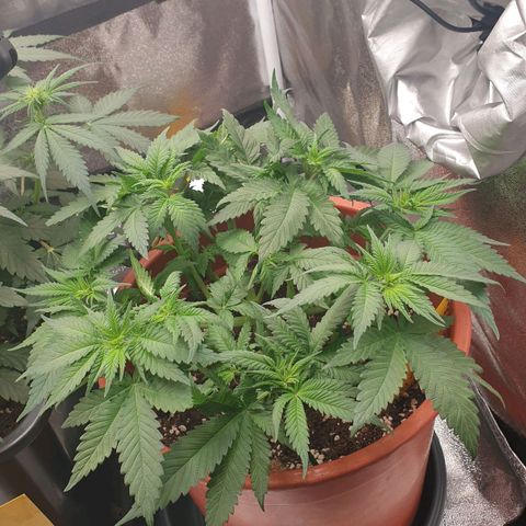 O.K growlog timeline photo