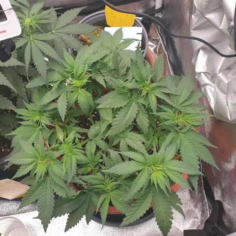 O.K growlog timeline photo