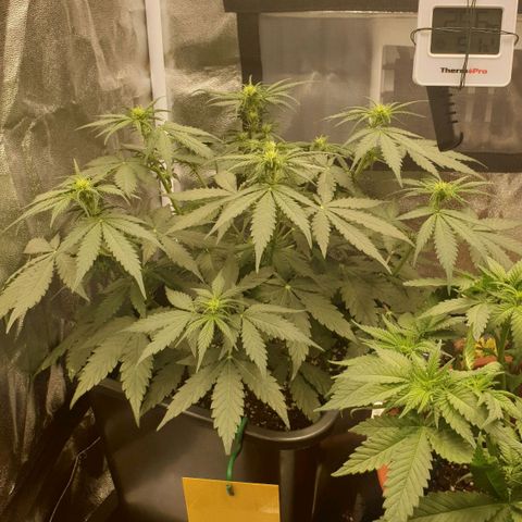 Jacky growlog timeline photo