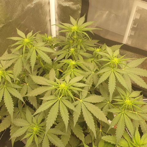 Jacky growlog timeline photo