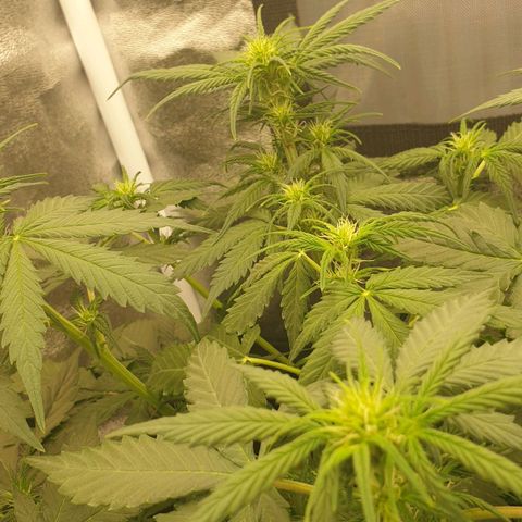 Jacky growlog timeline photo