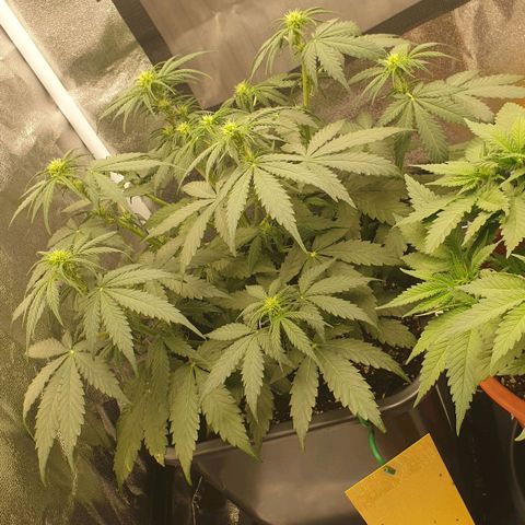 Jacky growlog timeline photo