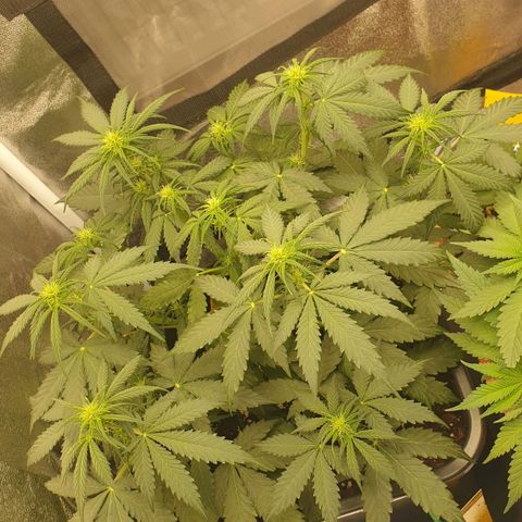 Jacky growlog timeline photo