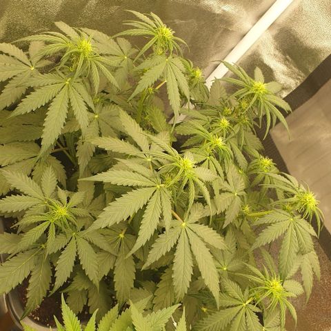 Jacky growlog timeline photo