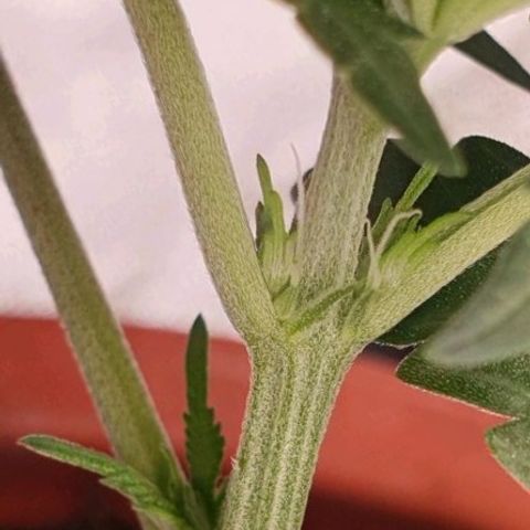 O.K growlog photo: Ist in der Vorblüte 