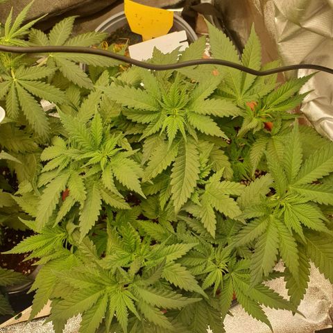 O.K growlog timeline photo