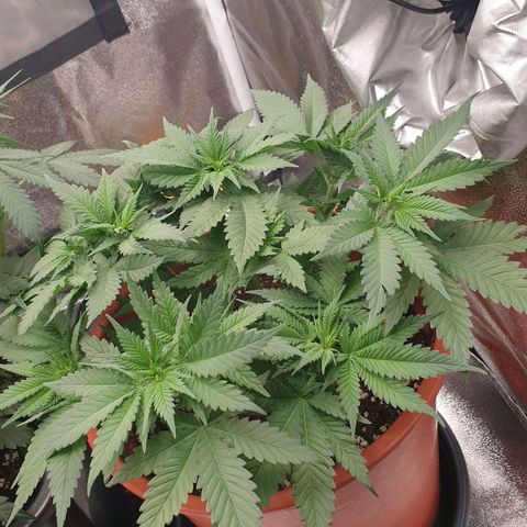 O.K growlog timeline photo