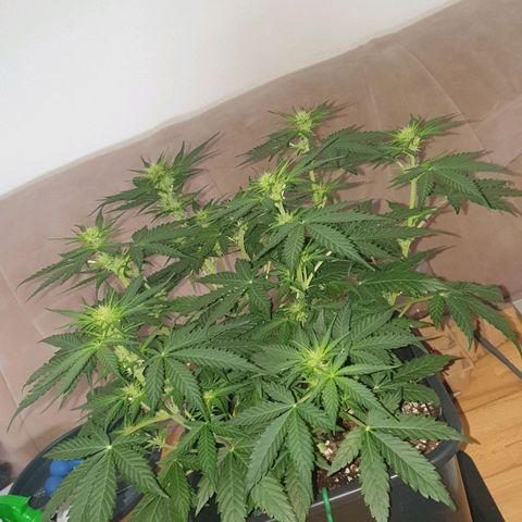 Jacky growlog timeline photo