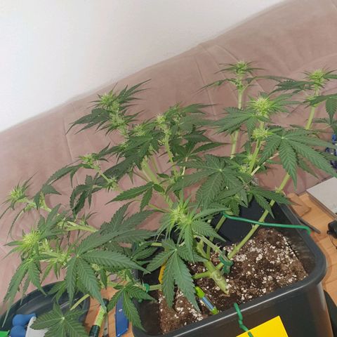 Jacky growlog timeline photo