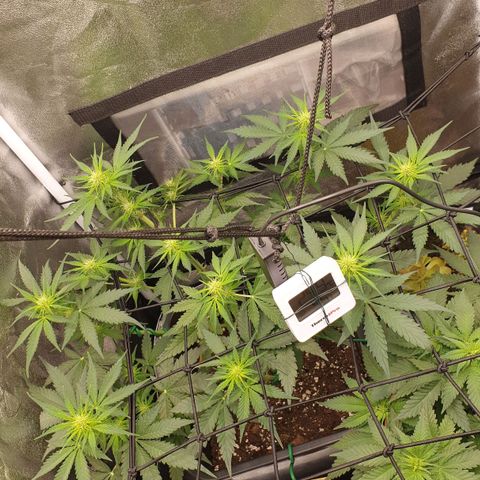 Jacky growlog timeline photo