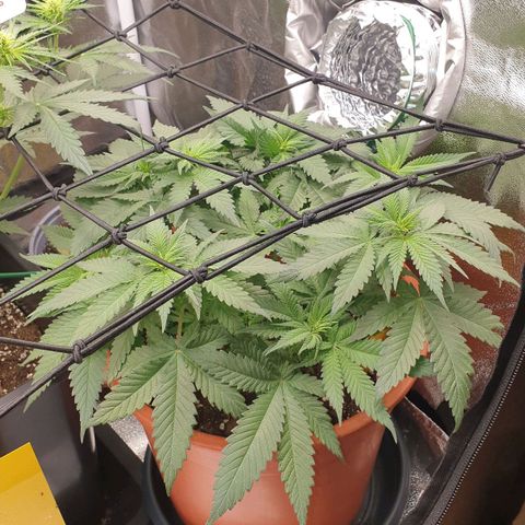 O.K growlog timeline photo