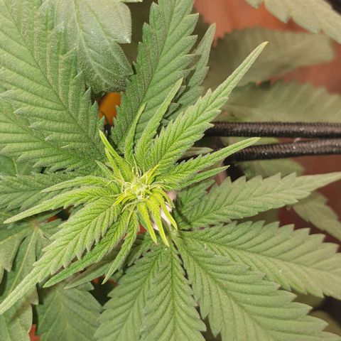 O.K growlog timeline photo