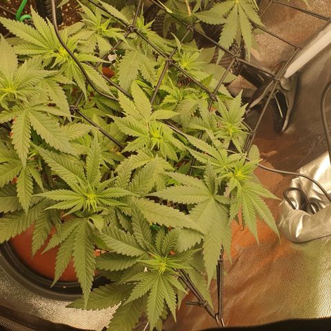O.K growlog timeline photo