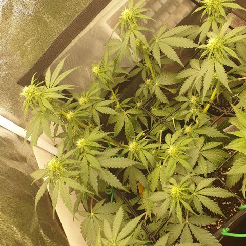 Jacky growlog timeline photo