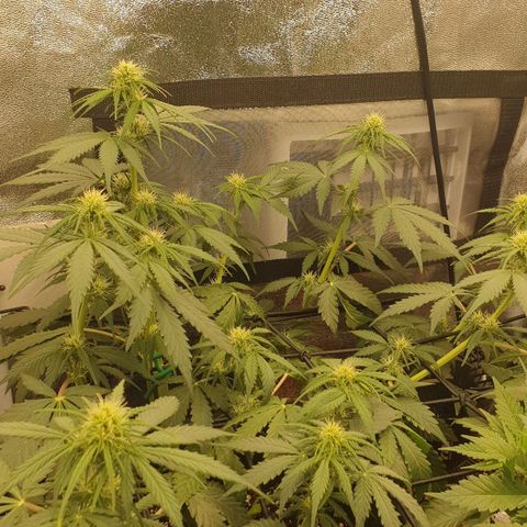Jacky growlog timeline photo