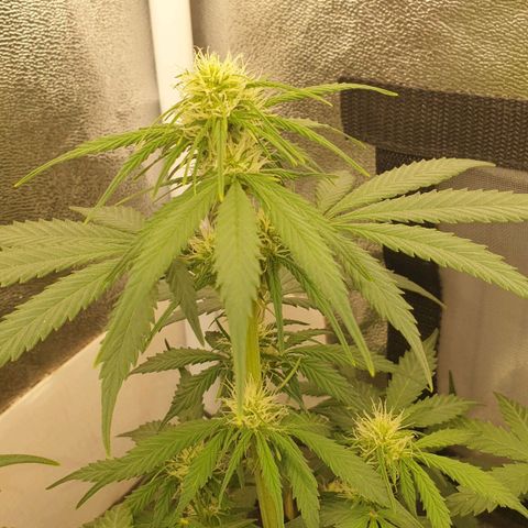 Jacky growlog timeline photo