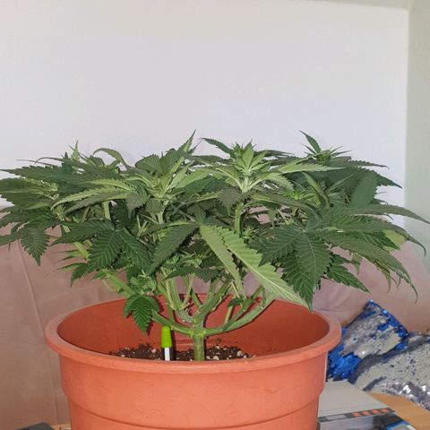 O.K growlog timeline photo