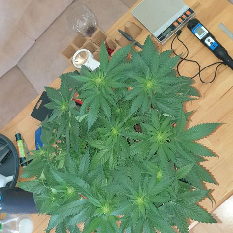 O.K growlog timeline photo