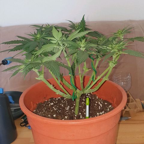 O.K growlog timeline photo