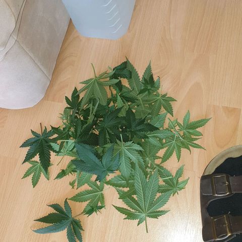 O.K growlog timeline photo